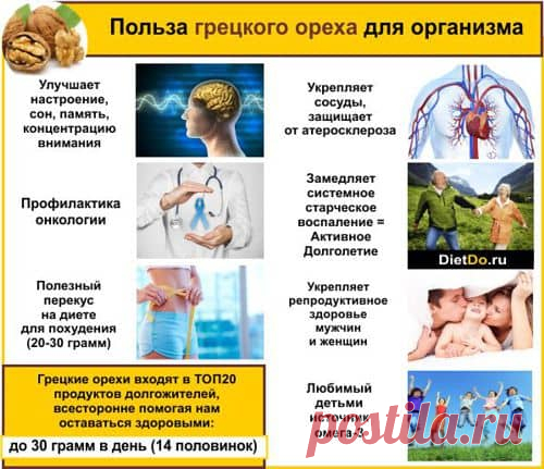 Грецкие орехи — польза и вред для организма, как выбирать и хранить. Грамотные обзоры пользы и вреда продуктов от DietDo.ru!