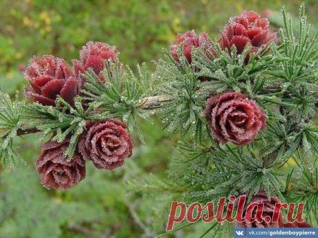 Полярная роза. Так цветет лиственница. Её шишки краснеют раз в 2-3 года. Фото сделано в Якутии, Саха. / Модное Настроение