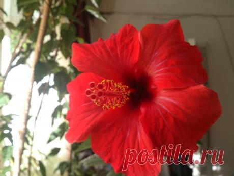 ГИБИСКУС Китайский
Китайская роза, гибискус — красивое, широко распространённое комнатное растение. Растение гибискус китайский представляет собой вечнозелёный кустарник, а иногда и довольно высокое деревце с ярко-​зелёными листьями овальной формы с зубчиками по краям. Цветы красные крупные.Величина цветков достигает 15 см в диаметре.Цветы с нежными тонкими лепестками, держатся только один день, но недолгое цветение одного цветка китайская роза компенсирует количеством новых цветов