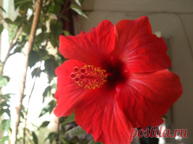 ГИБИСКУС Китайский
Китайская роза, гибискус — красивое, широко распространённое комнатное растение. Растение гибискус китайский представляет собой вечнозелёный кустарник, а иногда и довольно высокое деревце с ярко-​зелёными листьями овальной формы с зубчиками по краям. Цветы красные крупные.Величина цветков достигает 15 см в диаметре.Цветы с нежными тонкими лепестками, держатся только один день, но недолгое цветение одного цветка китайская роза компенсирует количеством новых цветов