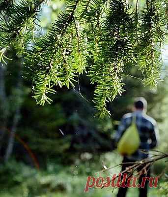 Отправляясь в лес.