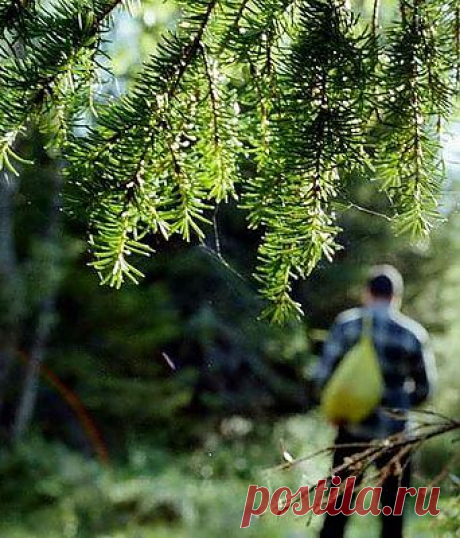 Отправляясь в лес.