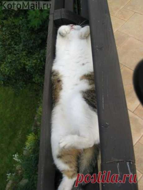 Постигший искусство сна