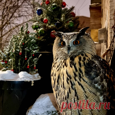 Photo by Nika Zubra in Moscow. May be an image of bird and nature.