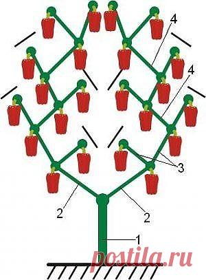КАК ПРАВИЛЬНО ФОРМИРОВАТЬ ПЕРЕЦ, ЧТОБЫ УВЕЛИЧИТЬ СОЗРЕВАНИЕ И РОСТ ПЛОДОВ?
Сохраните, чтобы не потерять!

ЭТАП ПЕРВЫЙ – УДАЛЕНИЕ КОРОННОГО БУТОНА

До определенного момента перец растет в один стебель, но при достижении высоты 15-20 см (в зависимости от сорта) начинает разветвляться, образуя несколько ветвей. На месте разветвления формируется первый цветочный бутон, который овощеводы называют коронным.
Его для лучшего ветвления и развития куста следует удалить.

ЭТАП ВТОРОЙ...