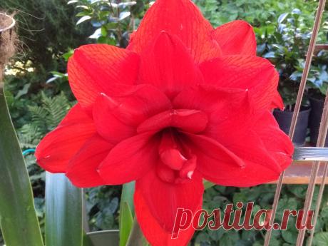 AMARILIS