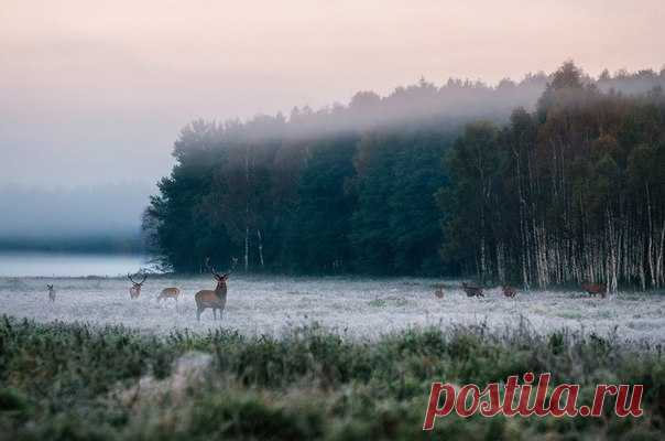 Стада оленей в Налибокской пуще, Беларусь. Автор фото — Андрей Бортников: