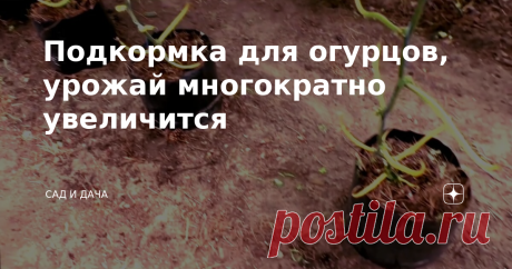 Подкормка для огурцов, урожай многократно увеличится