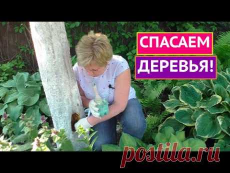 КАК ЛЕЧИТЬ МОРОЗОБОИНЫ/ТРЕЩИНЫ/ВЫПРЕВАНИЯ КОРНЕВОЙ ШЕЙКИ И ДУПЛА!
