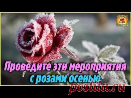 ОБЯЗАТЕЛЬНО проведите эти мероприятия С РОЗАМИ ОСЕНЬЮ Подготовка роз к зиме Цветоводам НА ЗАМЕТКУ