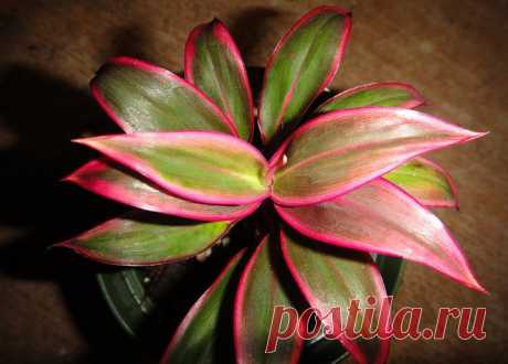 Кордилина: фото, советы и рекомендации по уходу | flori-da.ru