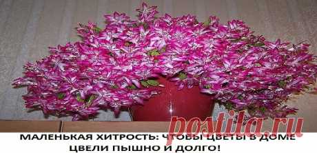 КАСТОРОВОЕ МАСЛО ДЛЯ ПЫШНОГО И ЯРКОГО ЦВЕТЕНИЯ Давно ли Ваш любимый цветок цвел, как на картинке в интернете или в магазине цветов, не помните? Вот и я уже почти позабыла 😔. Вроде и подкармливаю его, а он все не радует пышным цветением.