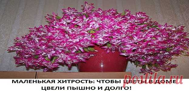 КАСТОРОВОЕ МАСЛО ДЛЯ ПЫШНОГО И ЯРКОГО ЦВЕТЕНИЯ Давно ли Ваш любимый цветок цвел, как на картинке в интернете или в магазине цветов, не помните? Вот и я уже почти позабыла 😔. Вроде и подкармливаю его, а он все не радует пышным цветением.