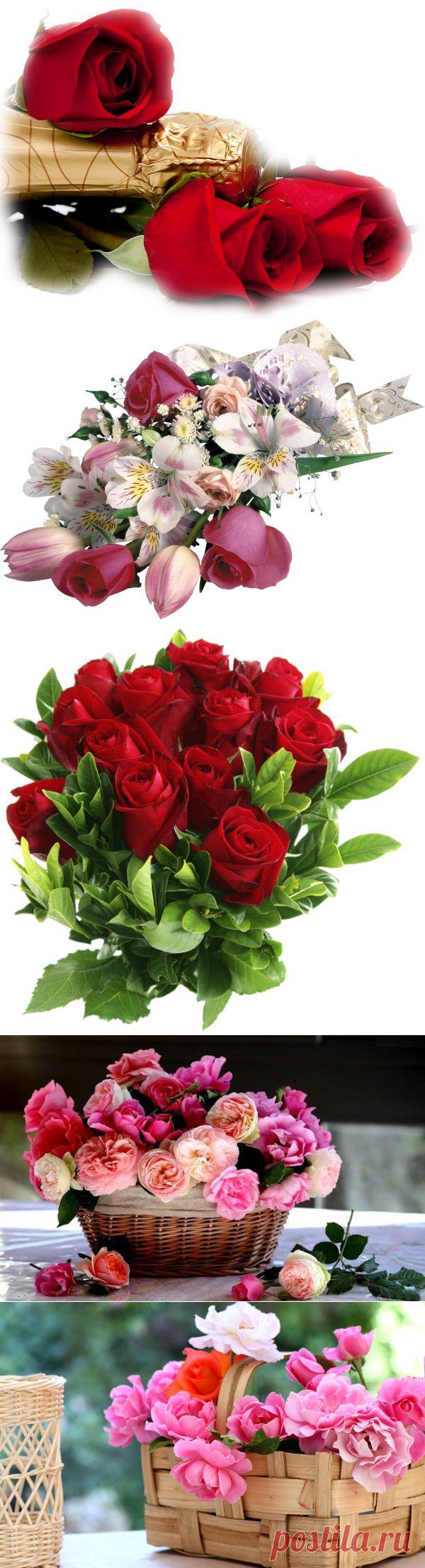 Плейкаст «Пускай душа не знает холода, Как ясный день, как сад в цвету!»