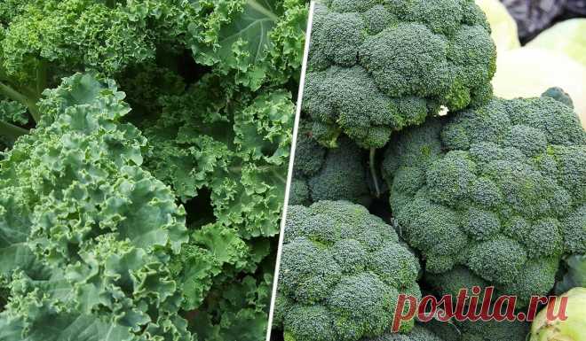 4 продукта, которые запрещены людям с болезнями щитовидной железы | Кулинарио | Яндекс Дзен