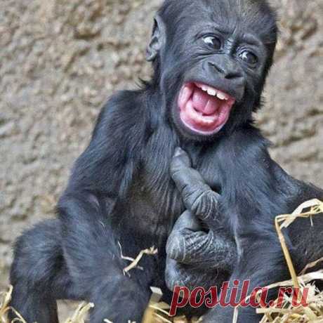 забавные животные: 8 тыс изображений найдено в Яндекс Картинках