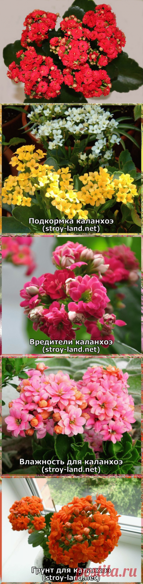 КАЛАНХОЭ — УХОД В ДОМАШНИХ УСЛОВИЯХ