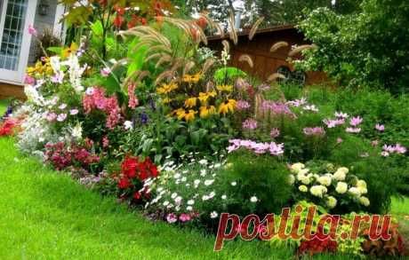 Однолетники - самосевы