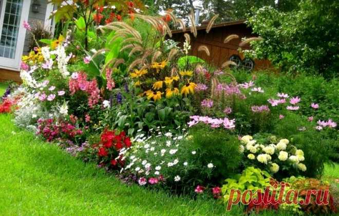 Однолетники - самосевы