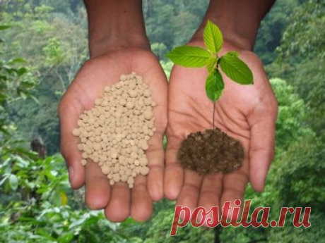 Комплексное удобрение Bio Plant обеспечивает фиксацию азота, фосфата, калия, улучшает физика - химические свойства почвы, снимает её уплотнения, делает её более водоудерживающей. Растения делает более устойчивыми к болезням, подавляет рост и распространение патогенных бактерий, уменьшает риск заболеваний, уничтожает почвенные болезни и насекомых-вредителей, увеличивает производство (плодоносность)