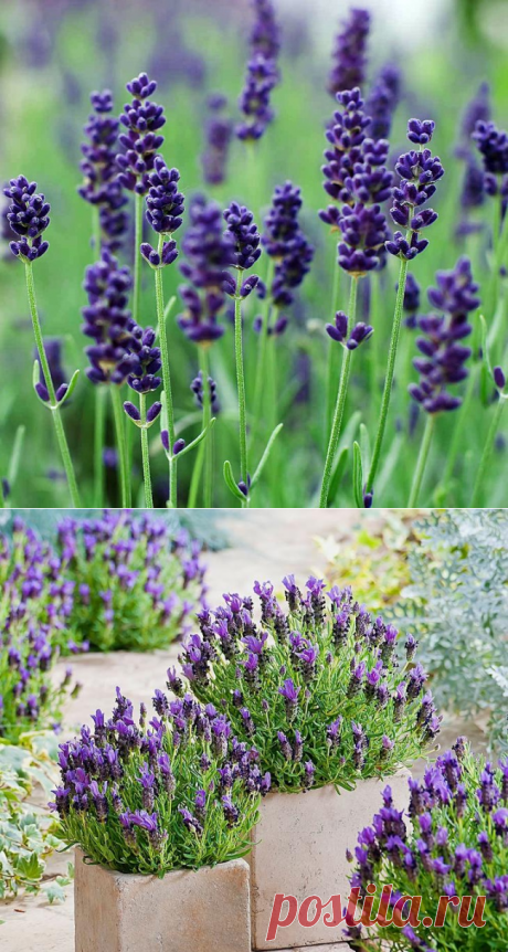 Лаванда: выращивание, уход, лучшие сорта лаванды