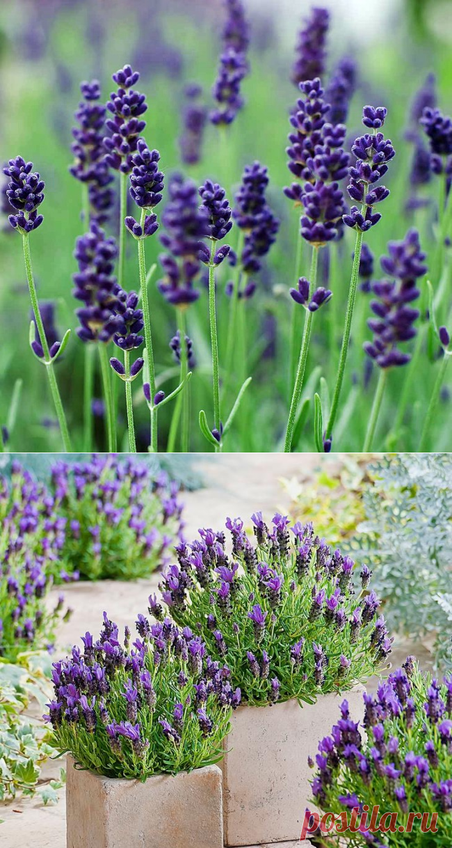 Лаванда: выращивание, уход, лучшие сорта лаванды