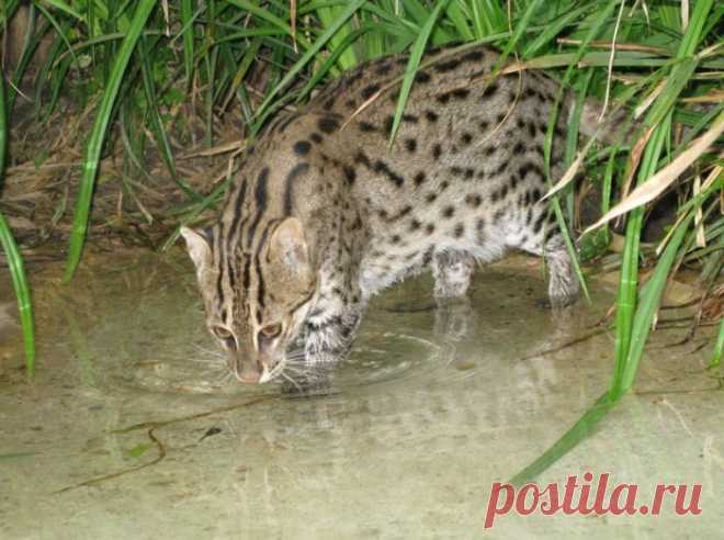 Кошка-Рыболов или Виверровый кот: 25+ фото Крапчатой, цена