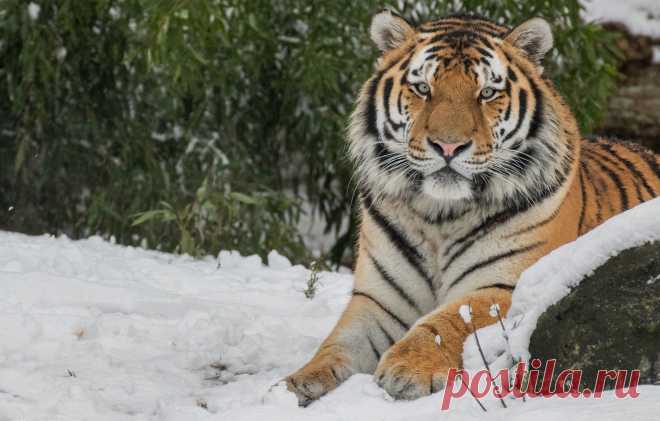 Обои зима, кошка, морда, листья, снег, природа, тигр, фон, дикие кошки картинки на рабочий стол, раздел кошки - скачать