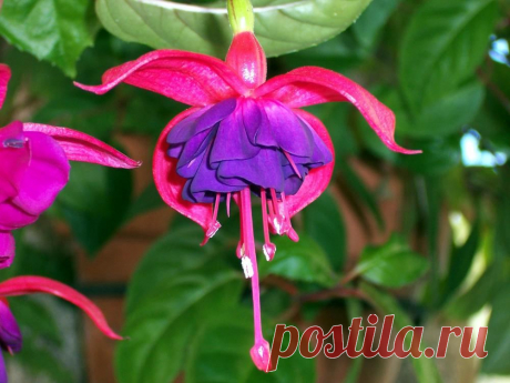 Фуксия (лат. Fuchsia Triphylla Flore Coccinea)