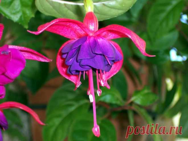Фуксия (лат. Fuchsia Triphylla Flore Coccinea)