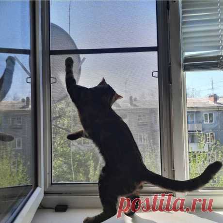 🏡 Москитные сетки от производителя под ключ по вашим размерам
💎 Качественные материалы 😲 Большой опыт работ 💖 Приятные цены
🌍 Санкт-Петербург, улица 2-ой Луч, дом 8, офис 3 📞 +7(812)467-47-55