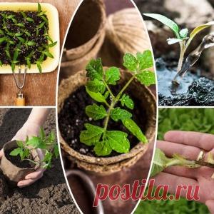 Черная ножка у рассады – как бороться (препараты и народные средства)