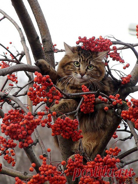 Рябина красная......,рябина вызрела....Она ушла с другим,но я всё вызнаю......но я всё вызнаю,она спохватится....,Но будет поздно звать.....упаду на фиг и разобьюсь=))))))