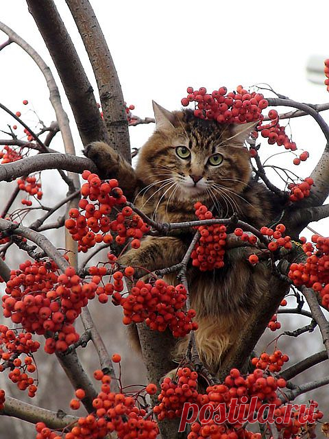 Рябина красная......,рябина вызрела....Она ушла с другим,но я всё вызнаю......но я всё вызнаю,она спохватится....,Но будет поздно звать.....упаду на фиг и разобьюсь=))))))