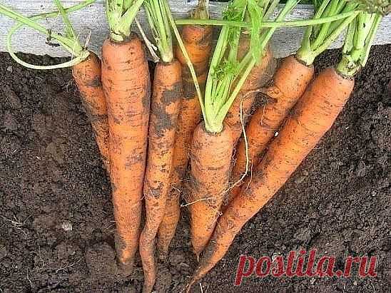 Чтобы урожай моркови был чистым, без всевозможных гнилей, болезней и т.
д., после второго прореживания пролейте молодые растения раствором 
марганца. Разведите в 10-литровом ведре 3 г марганца и 2-3 г борной 
кислоты. Одного ведра хватит на 3-4 м2 . Через три недели повторите 
такой полив. Морковь будет чистой, без заразы. Только перед поливом этим
 раствором пролейте морковные посадки чистой водой.

Морковная муха способна за считанные дни свести на нет весь урожай 
морко...