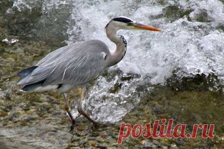 Japan (Great grey heron)
