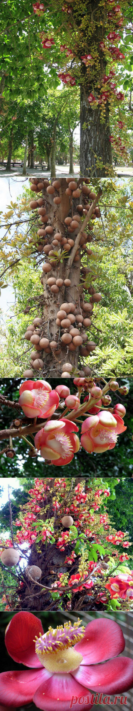 Курупита гвианская (Пушечное дерево)
Достигает 30-35 м в высоту. Листья ланцетовидные, растущие на концах ветвей. Цветки восковые ароматные, оранжевого, алого или розового цвета, растут на стволе, формируя кистевидные соцветия до 3 м в длину.
Плоды большие сферические, 14-24 см диаметром, содержат много семян (200-300 штук). Созревают в течение 8-9 месяцев, затем падают и раскалываются при ударе о землю.