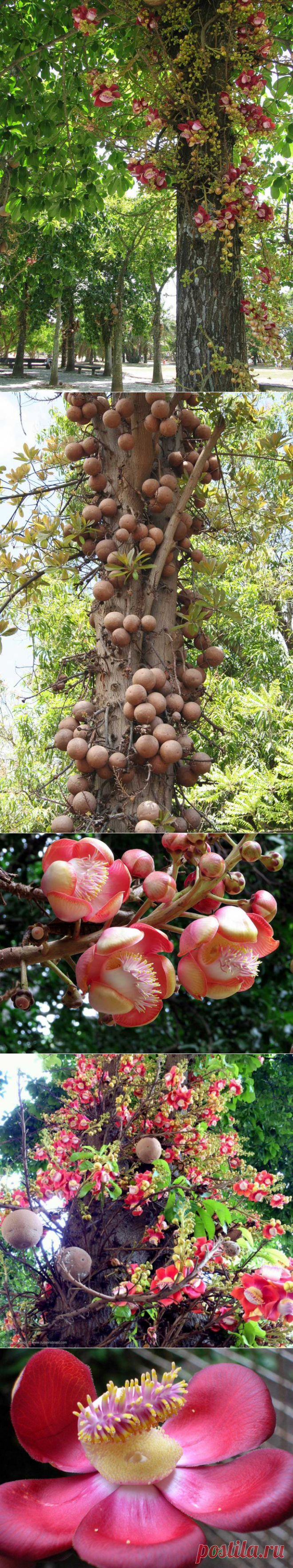 Курупита гвианская (Пушечное дерево)
Достигает 30-35 м в высоту. Листья ланцетовидные, растущие на концах ветвей. Цветки восковые ароматные, оранжевого, алого или розового цвета, растут на стволе, формируя кистевидные соцветия до 3 м в длину.
Плоды большие сферические, 14-24 см диаметром, содержат много семян (200-300 штук). Созревают в течение 8-9 месяцев, затем падают и раскалываются при ударе о землю.