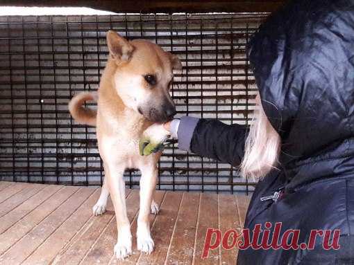 Ногинск.Московская область.Муниципальный приют. 
Цезарь, 23 вольер.

В приюте новый молодой мальчик. Немного застенчив, скромен, умен, обаятелен, целует руки дамам. Надеемся найти ему теплый дом. Мальчик бывшедомашний, ухоженный, уравновешенный, очень ему трудно без хозяев, в глазах неиссякаемая грусть.Красивый статный пёс.
Это просто собака находка для человека! Компаньон, воспитанный, ну просто слов нет! Не зооагрессор, абсолютно человекоориентирован. Поможем вместе оказ...