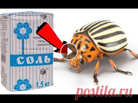 Как избавиться за 03 минуты от колорадского жука на картошке! Как избавиться за 03 минуты от колорадского жука на картошке!,колорадский жук, огород, как избавиться от колорадского жука, картофель, средство от кол...