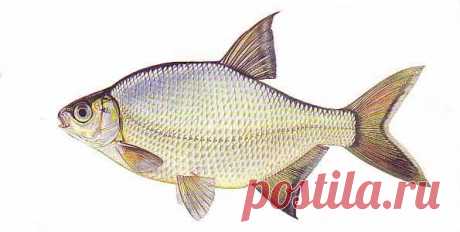 Ловля густеры на удочку