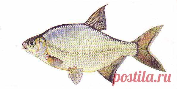 Ловля густеры на удочку