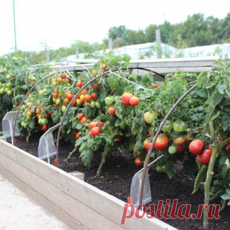 Выращиваем томаты в грядах-коробах