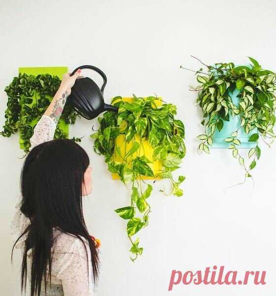 Уход за комнатными растениями зимой: создаём идеальные условия для роста и цветения из подручных средств | Росток🌷: заметки садовода | Яндекс Дзен