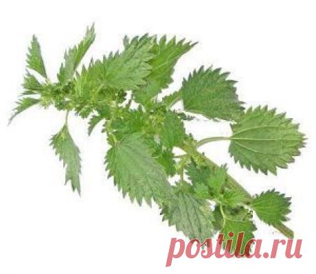 Избавляемся от седины с помощью крапивы | Вкусные рецепты с фото