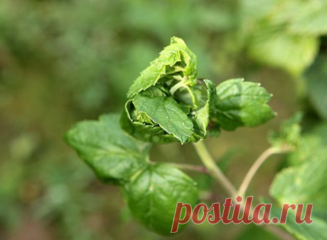 >Черная смородина: борьба с вредителями без"химии"