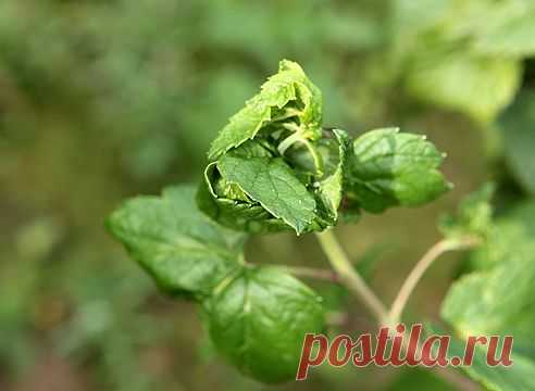 >Черная смородина: борьба с вредителями без"химии"