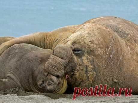 Морские слоны, Южная Георгия