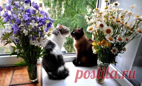 Романтика | KotoMail.ru