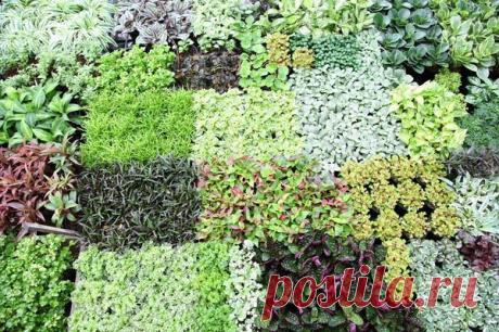 Красивый огород и урожай весь сезон. Повторные и уплотненные посевы и посадки